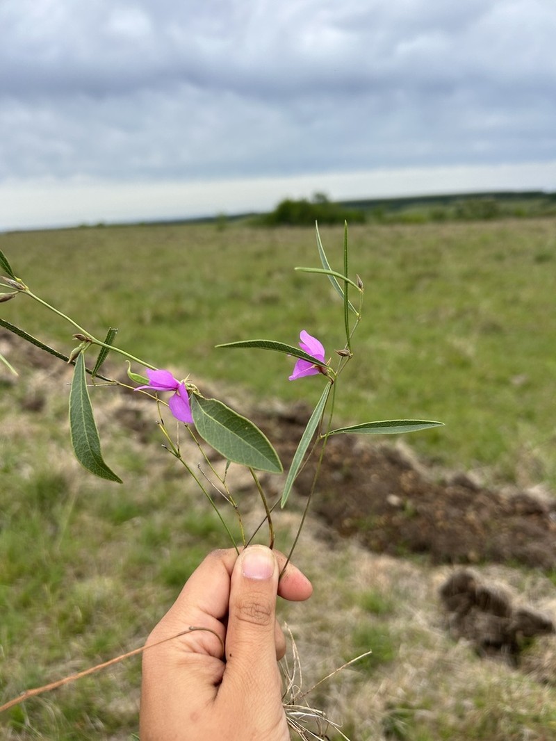 Edible Milkpea photo 3