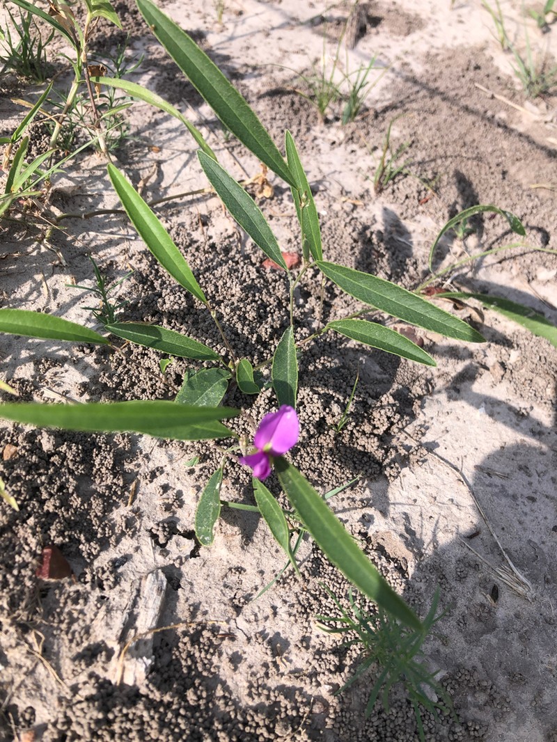 Edible Milkpea photo 4