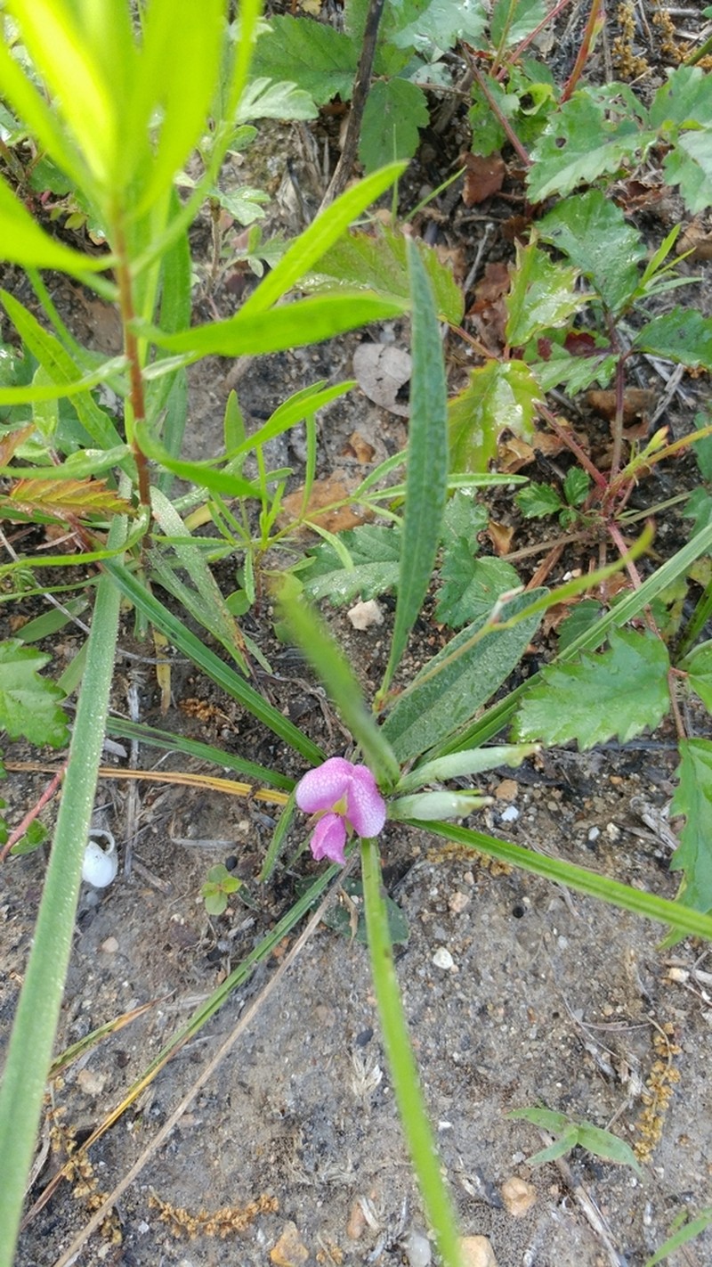 Edible Milkpea photo 5