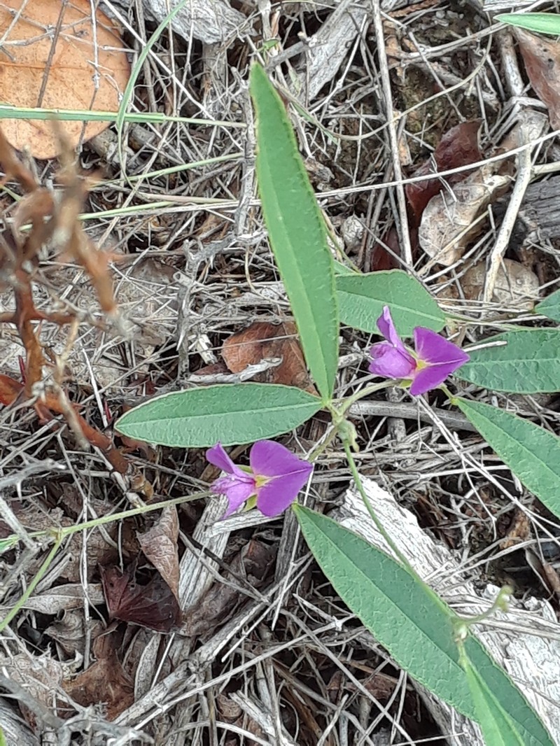 Edible Milkpea photo 6