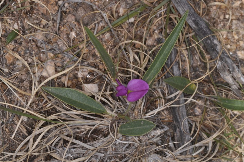 Edible Milkpea photo 7