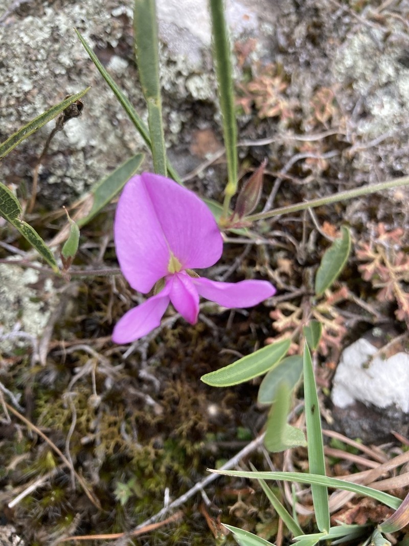 Edible Milkpea photo 8