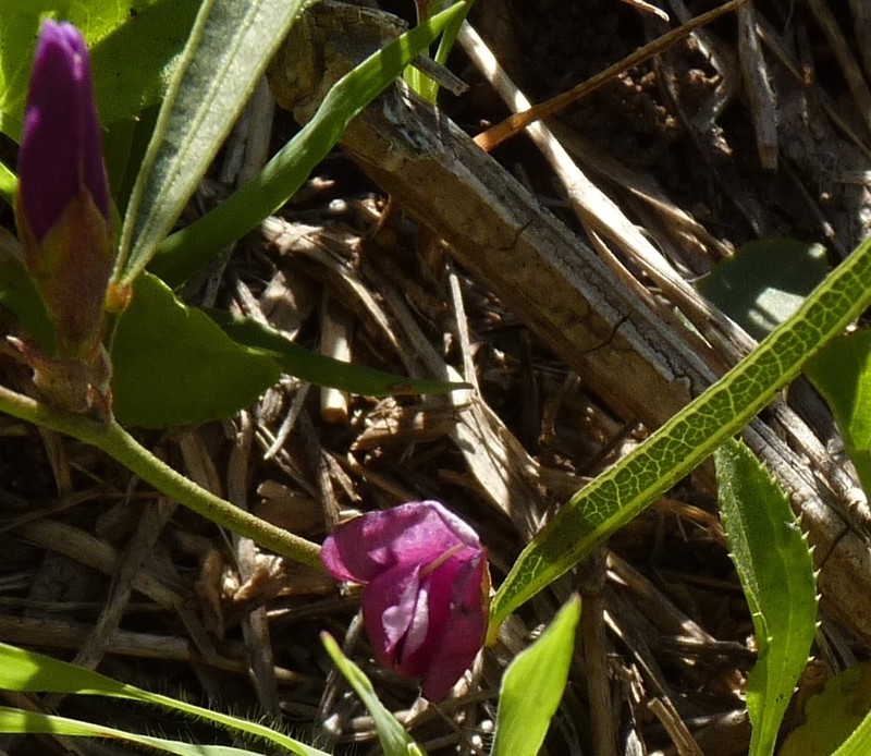 Nanogalactia pretiosa