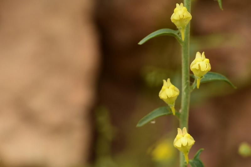 Nanorrhinum judaicum