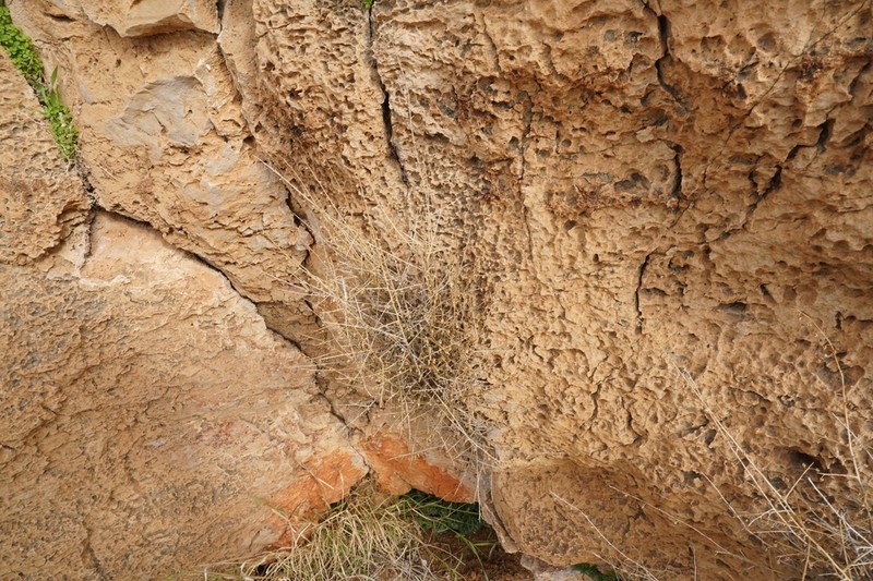 Nanorrhinum judaicum photo 2