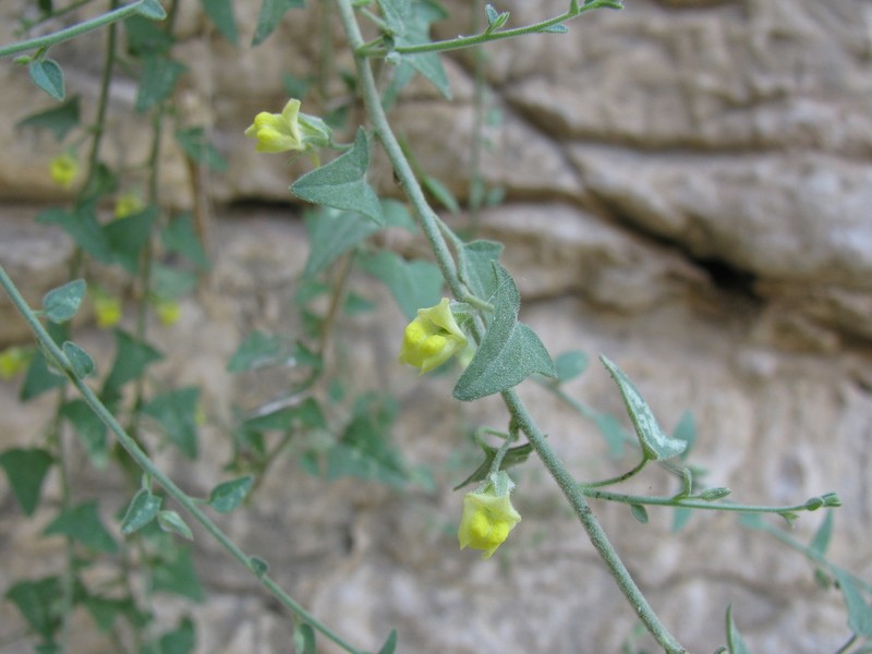 Nanorrhinum judaicum photo 3