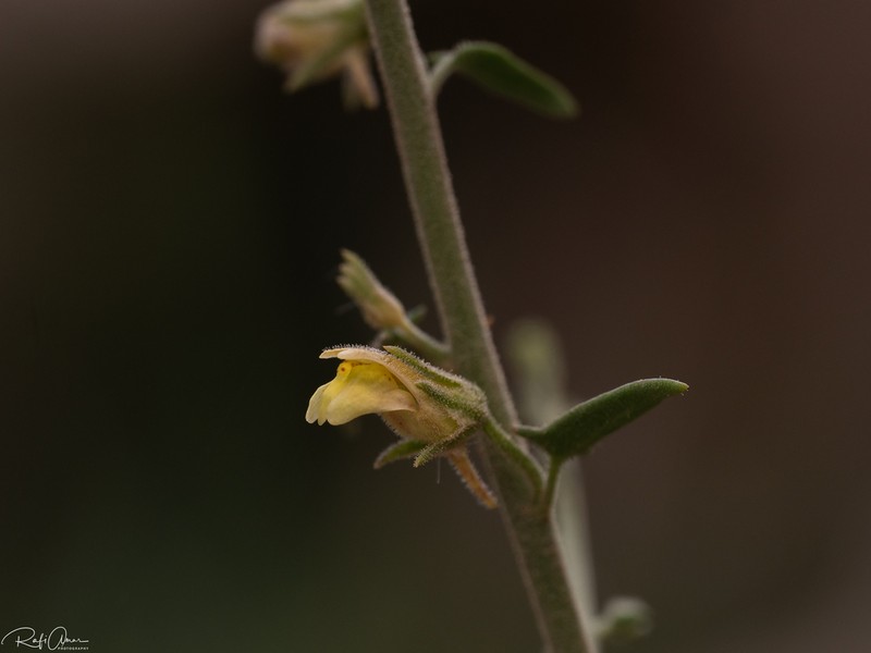 Nanorrhinum judaicum photo 4