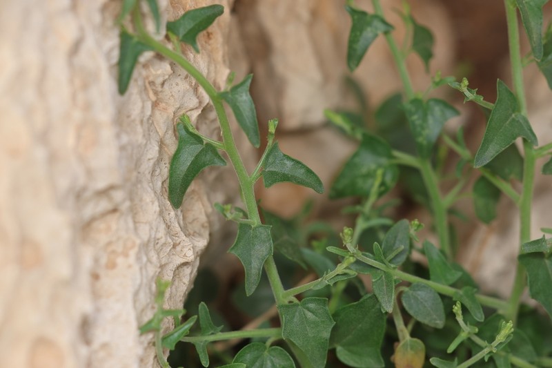 Nanorrhinum judaicum photo 5