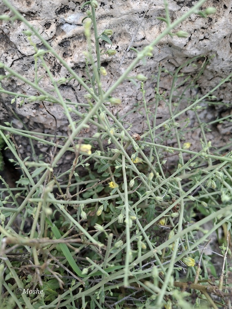 Nanorrhinum judaicum photo 6