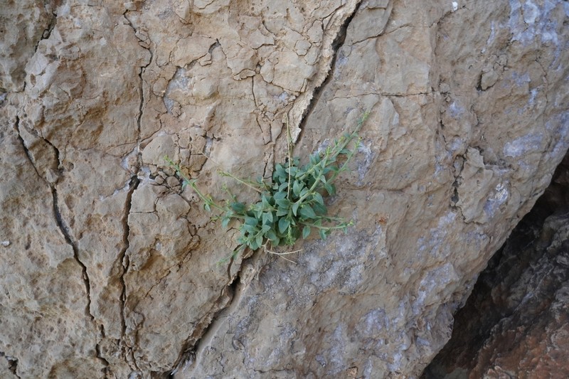 Nanorrhinum judaicum photo 7