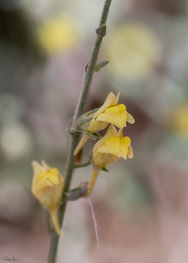 Nanorrhinum judaicum photo 8