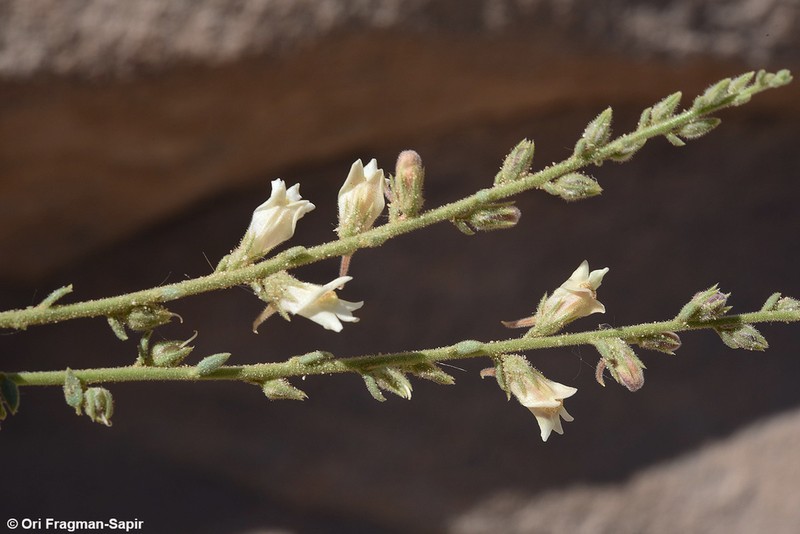 Nanorrhinum petranum