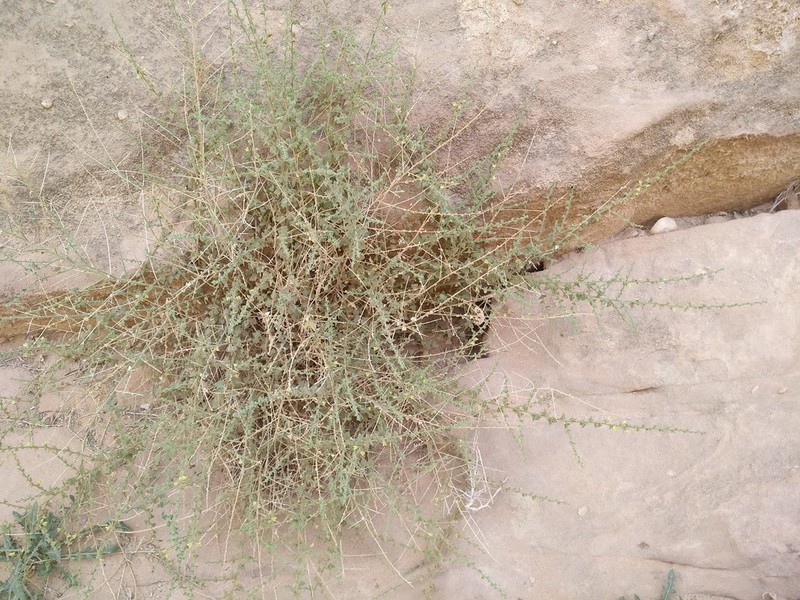Nanorrhinum petranum photo 2