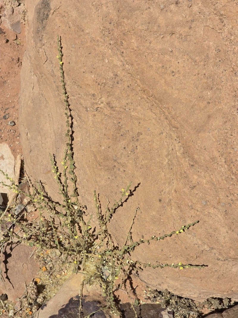 Nanorrhinum petranum photo 3