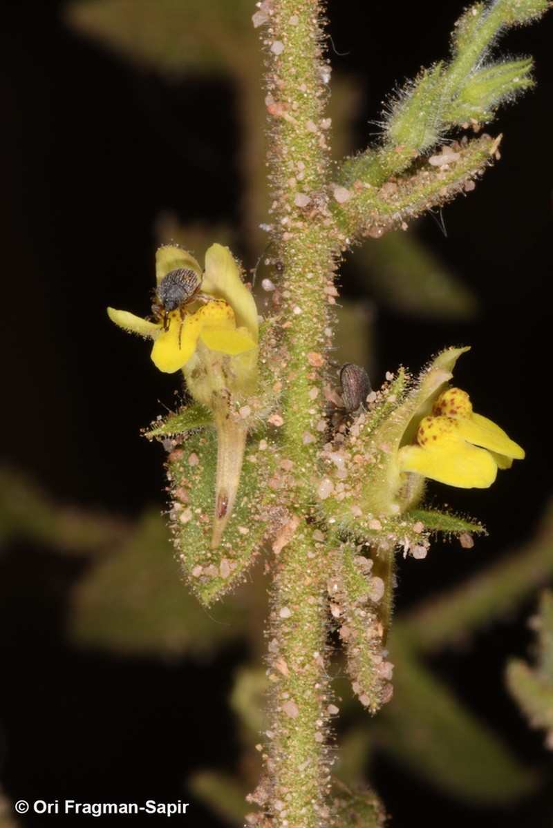 Nanorrhinum petranum photo 4
