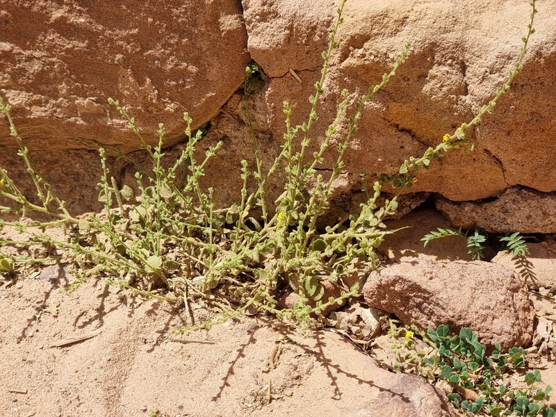 Nanorrhinum petranum photo 5