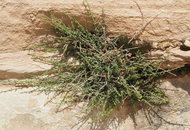 Nanorrhinum petranum photo 7