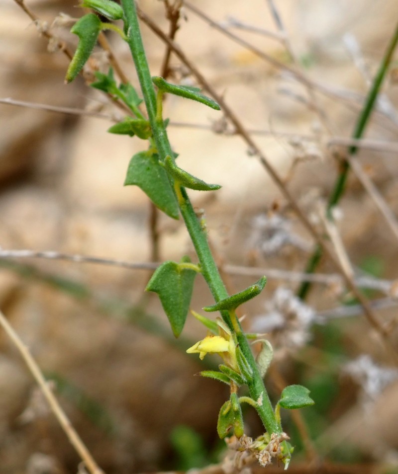 Nanorrhinum petranum photo 8