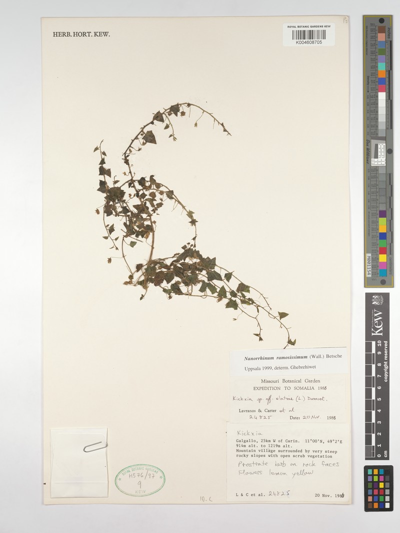 Nanorrhinum ramosissimum subsp. ramosissimum