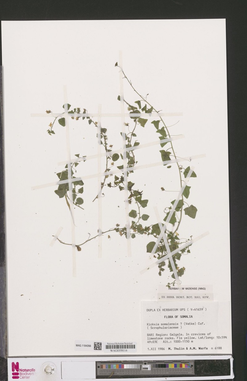 Nanorrhinum ramosissimum subsp. ramosissimum photo 2