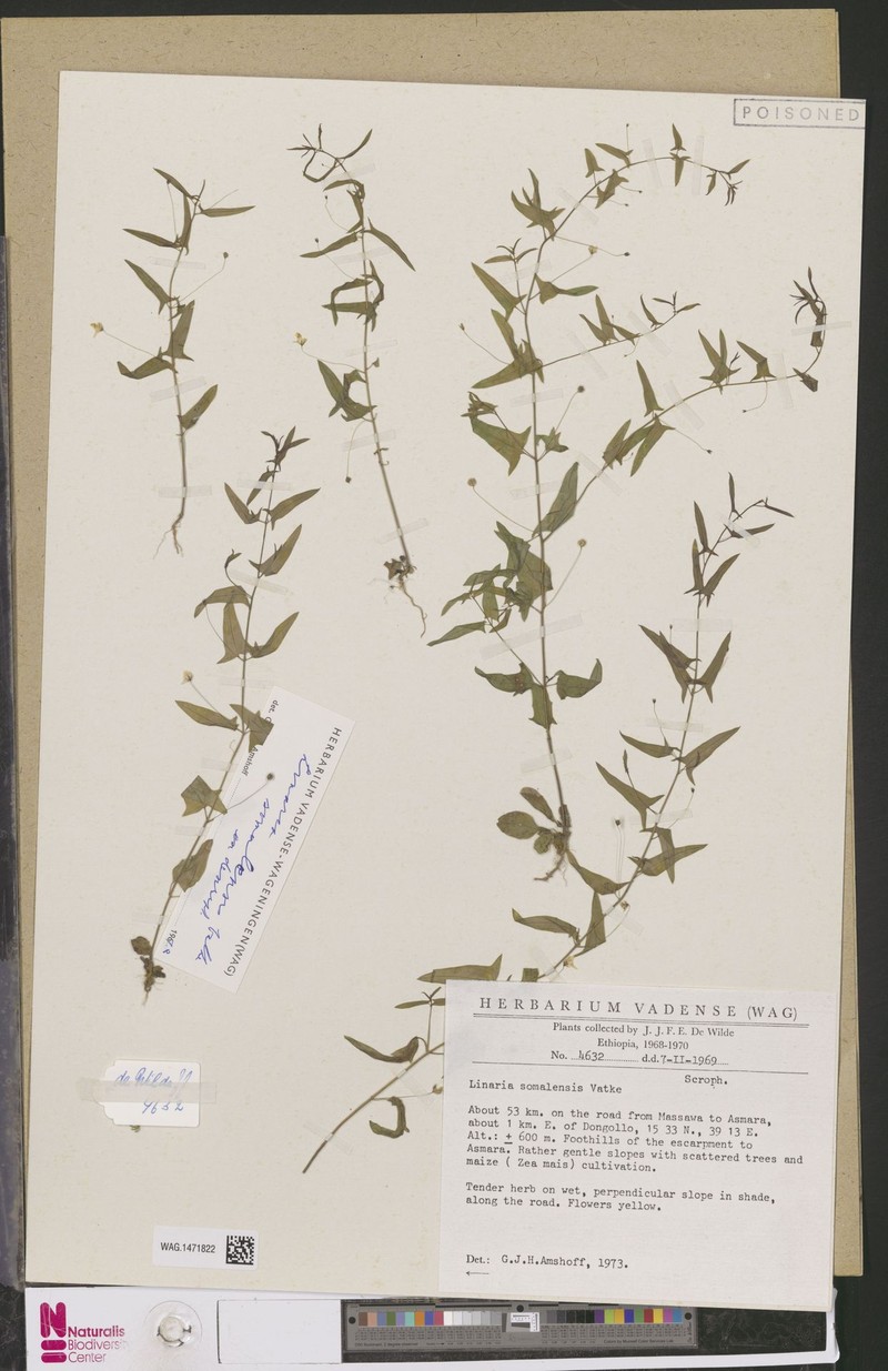 Nanorrhinum ramosissimum subsp. ramosissimum photo 3