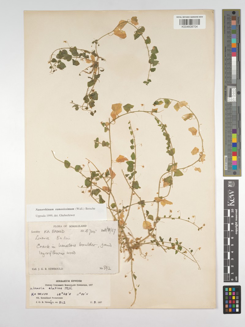 Nanorrhinum ramosissimum subsp. ramosissimum photo 4