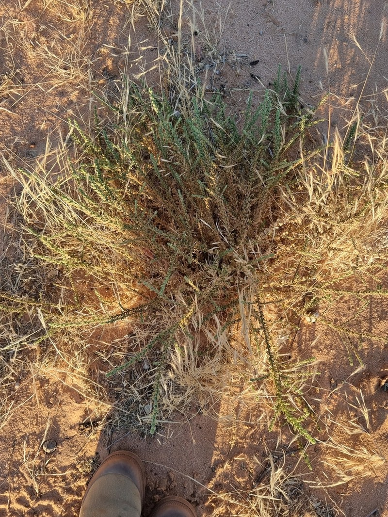 Nanorrhinum sagittatum photo 2