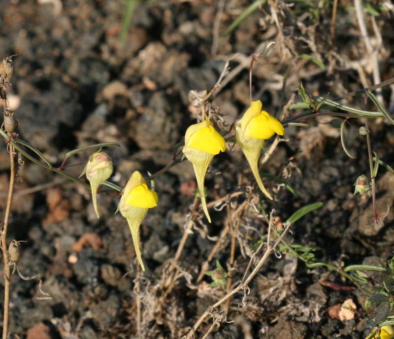Nanorrhinum sagittatum photo 3