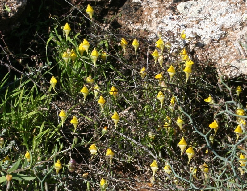 Nanorrhinum sagittatum photo 4