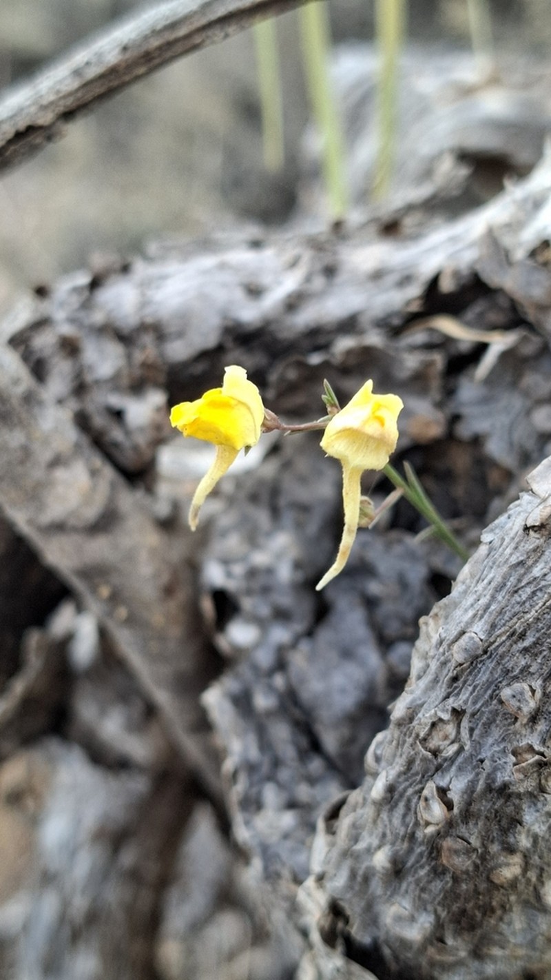 Nanorrhinum scoparium