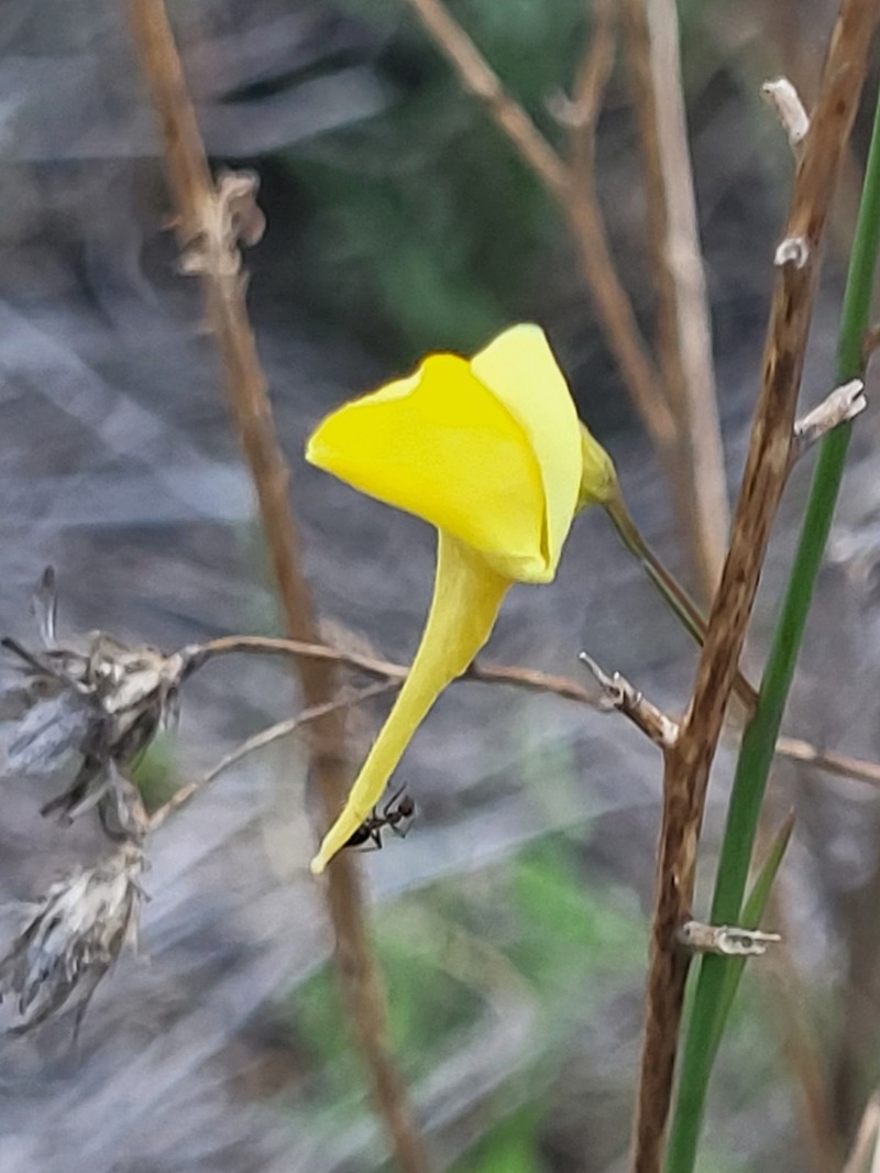 Nanorrhinum scoparium photo 2