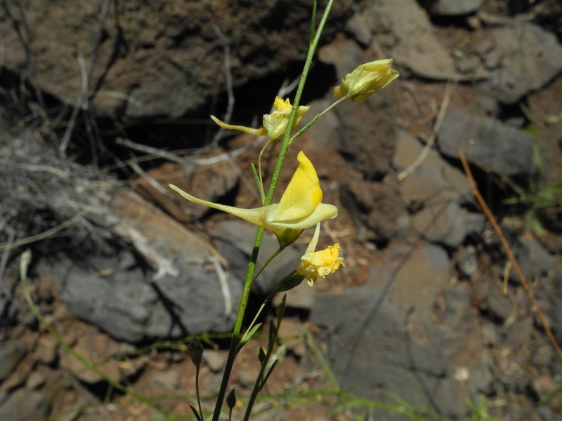 Nanorrhinum scoparium photo 3