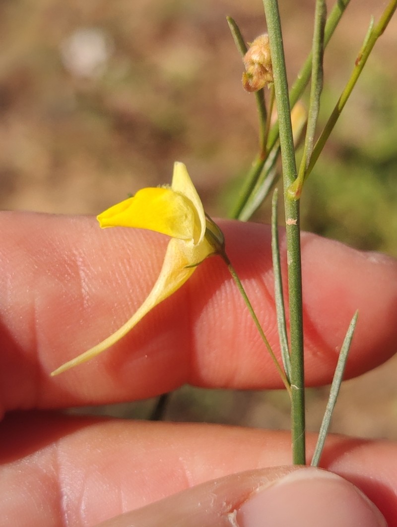Nanorrhinum scoparium photo 4