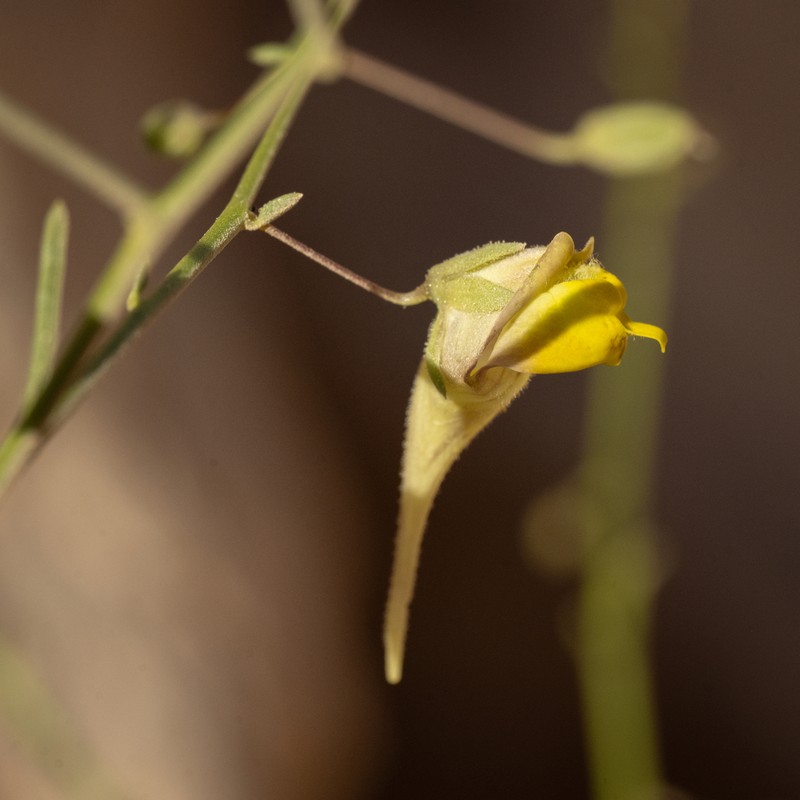 Nanorrhinum scoparium photo 5