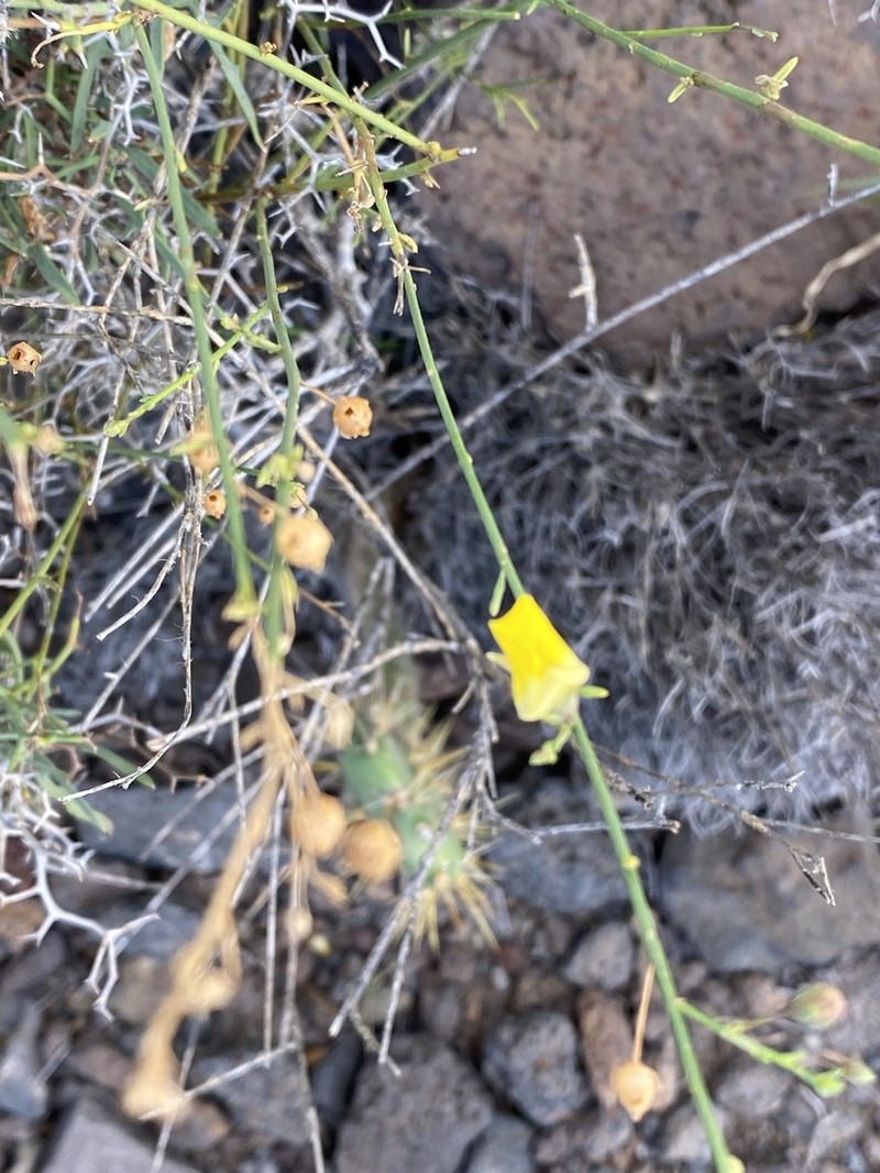 Nanorrhinum scoparium photo 6