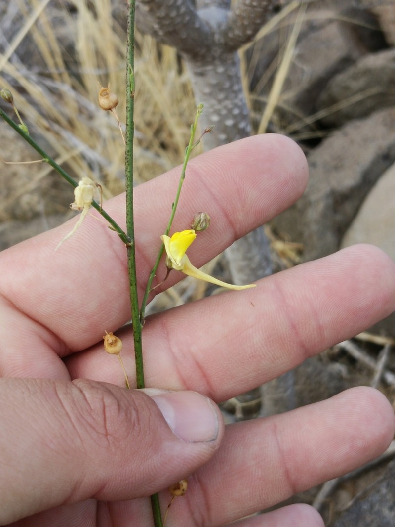 Nanorrhinum scoparium photo 8