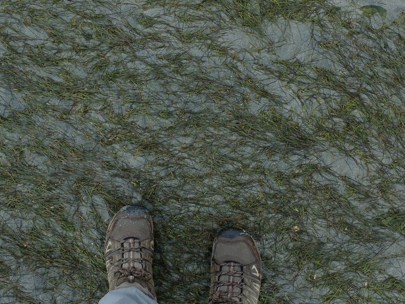 Dwarf Eelgrass photo 2