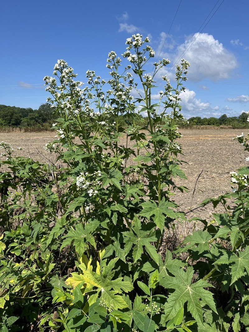 Glademallow photo 2