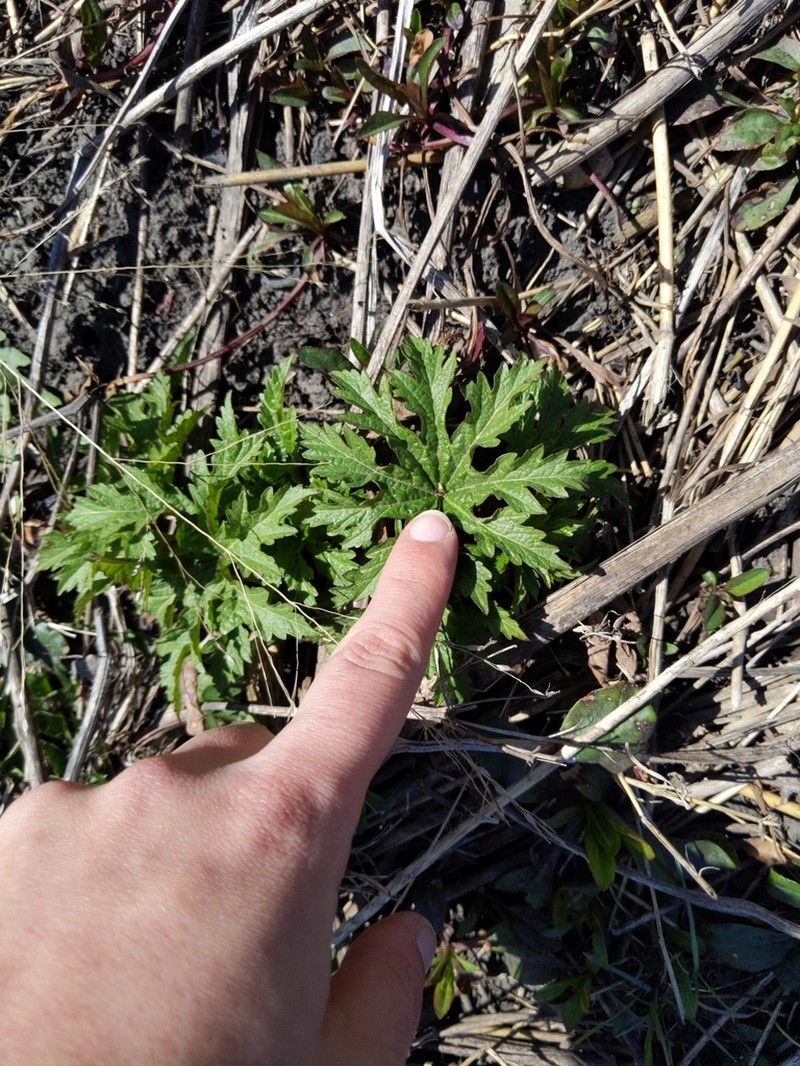 Glademallow photo 3