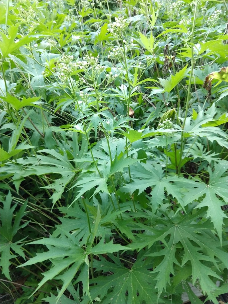 Glademallow photo 4
