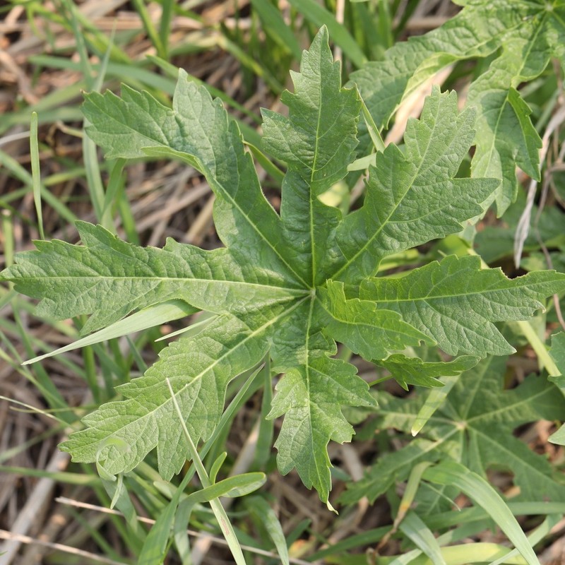 Glademallow photo 5