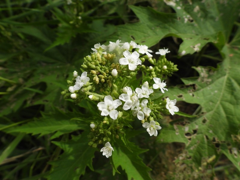 Glademallow photo 6