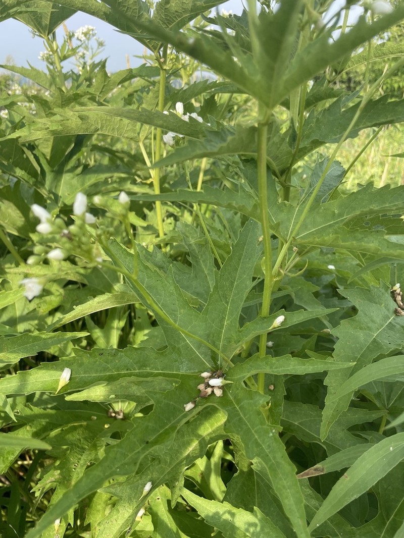 Glademallow photo 7