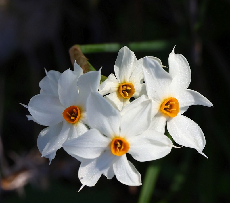 Narcissus × briffae