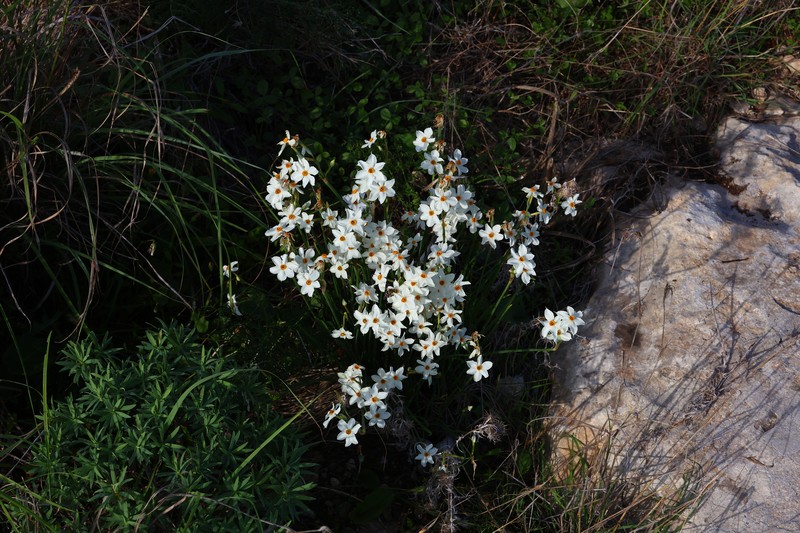 Narcissus × briffae photo 2