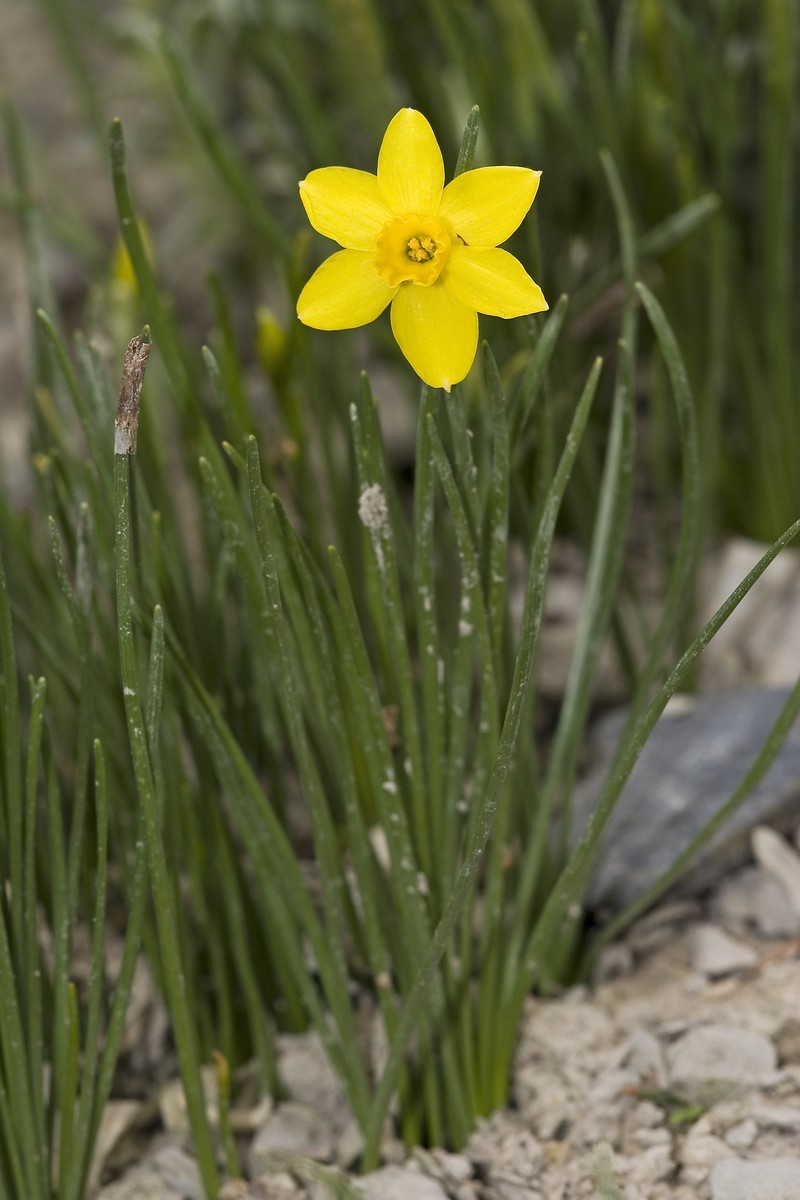 Rushleaf Jonquil