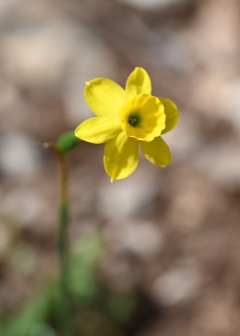 Rushleaf Jonquil photo 2