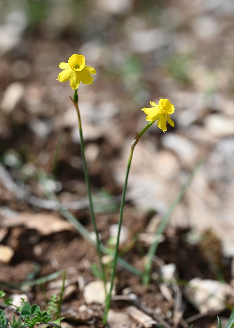 Rushleaf Jonquil photo 3