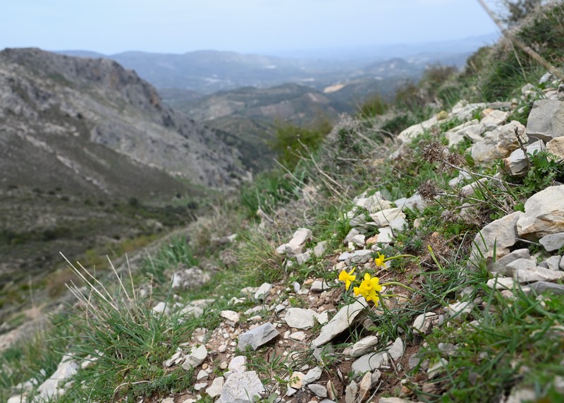 Rushleaf Jonquil photo 4