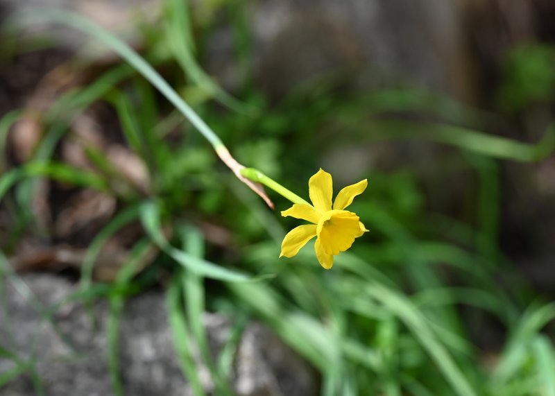 Rushleaf Jonquil photo 5